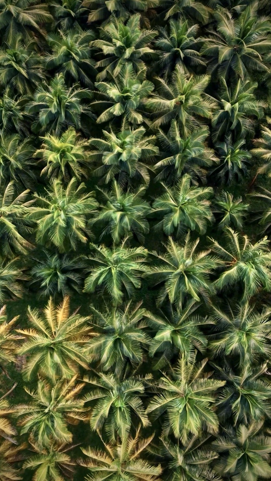Aerial of palm plantation